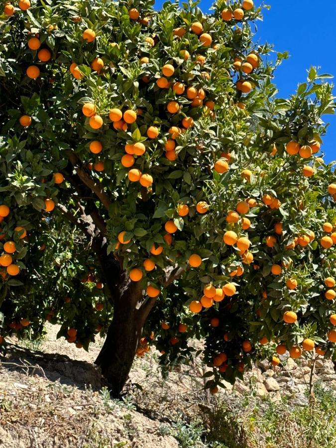 Cortijo El Pino Retreat Bed & Breakfast Albunuelas ภายนอก รูปภาพ