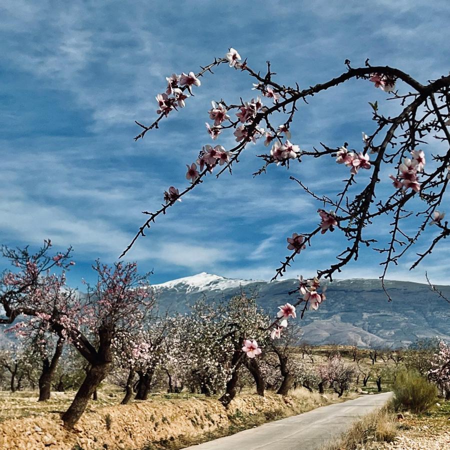 Cortijo El Pino Retreat Bed & Breakfast Albunuelas ภายนอก รูปภาพ